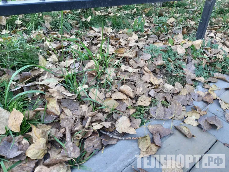 Днем в Амурской области 27 сентября кратковременные дожди, местами сильные с грозой