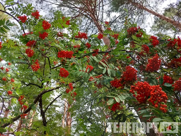 Днем в Амурской области 30 октября местами по южным и восточным районам небольшой дождь