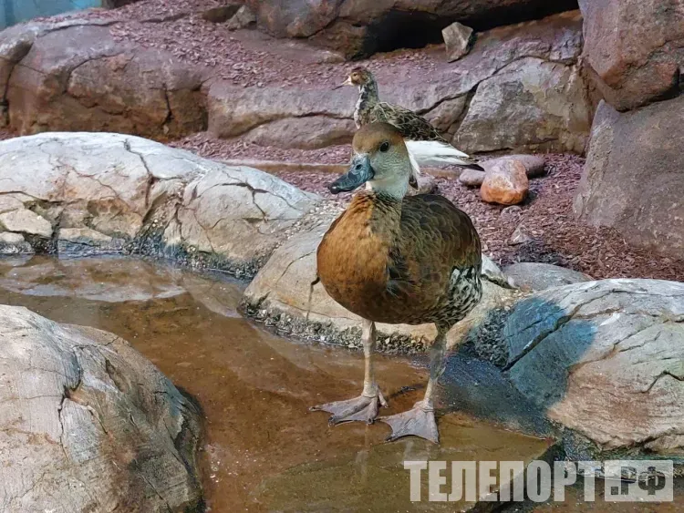 Жителей Амурской области просят не беспокоиться из-за диких гусей и уток