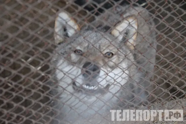 Волки воют на Артемьев день - к морозам и голоду