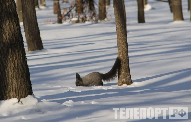 Температура воздуха до -19 градусов местами в Амурской области