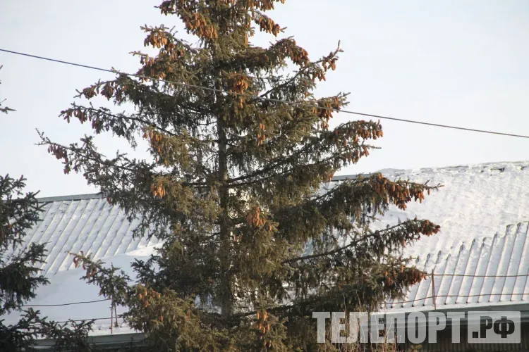 Днем в Амурской области 17 ноября небольшая облачность, без существенных осадков