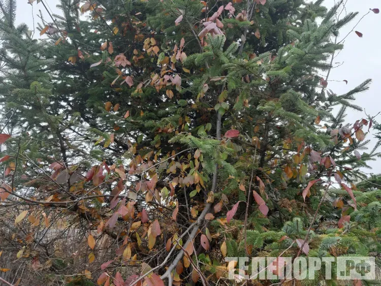 Днем в Амурской области 23 ноября переменная облачность, без осадков