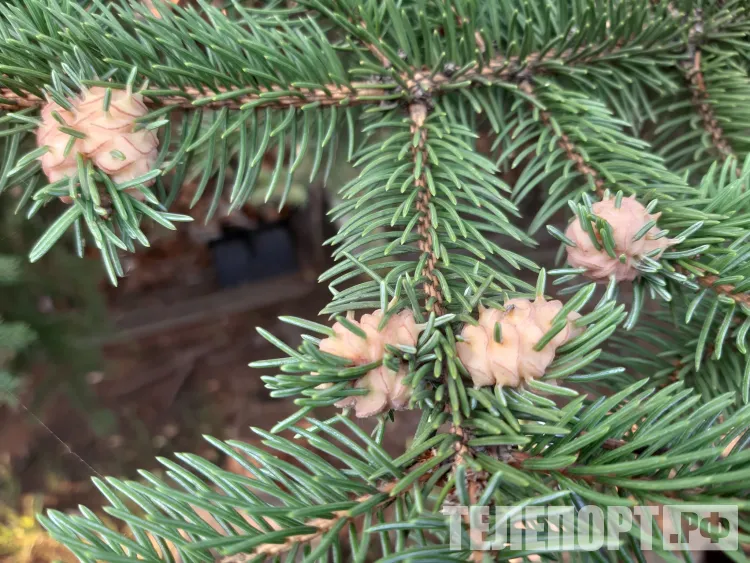 Живые новогодние ели подорожают для россиян на 100-200 рублей