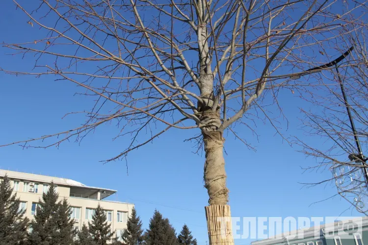 Днем в Амурской области 24 ноября переменная облачность, без существенных осадков