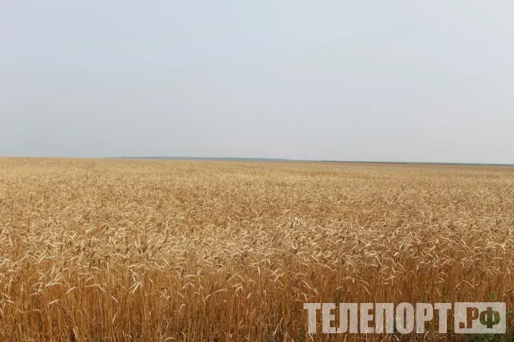 Новый рекорд при уборке урожая поставили аграрии Амурской области 