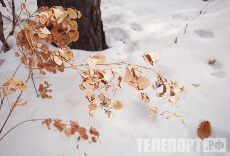Днем в Амурской области 6 декабря небольшой и умеренный снег, местами по востоку сильный снег