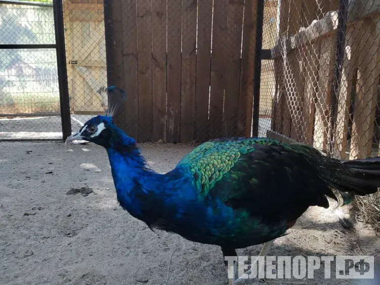 Скромные павлины и черепаха-мизантроп: необычные питомцы амурчан