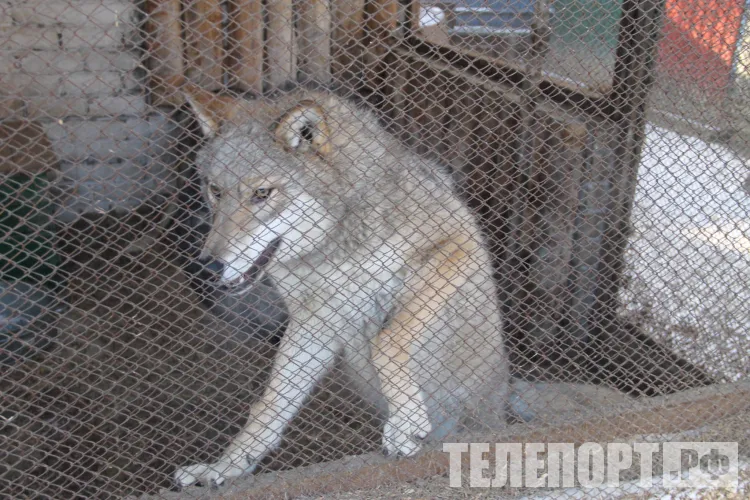 Егорий Зимний, Юрий Холодный: «Вот тебе, бабушка, и Юрьев день!»