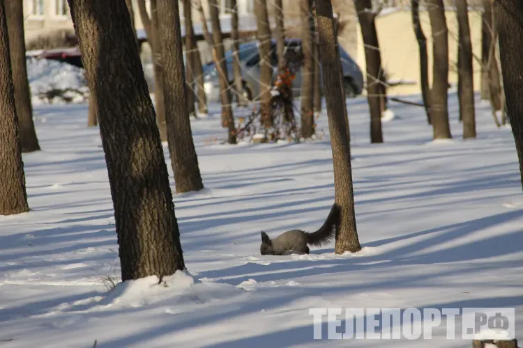 Охотничьих зверей и птиц пересчитают в лесах Амурской области