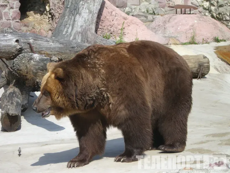 День медведя - хозяина леса отмечается 13 декабря