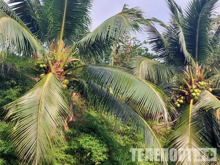 Путевки на китайский остров Хайнань стали продавать российские туроператоры