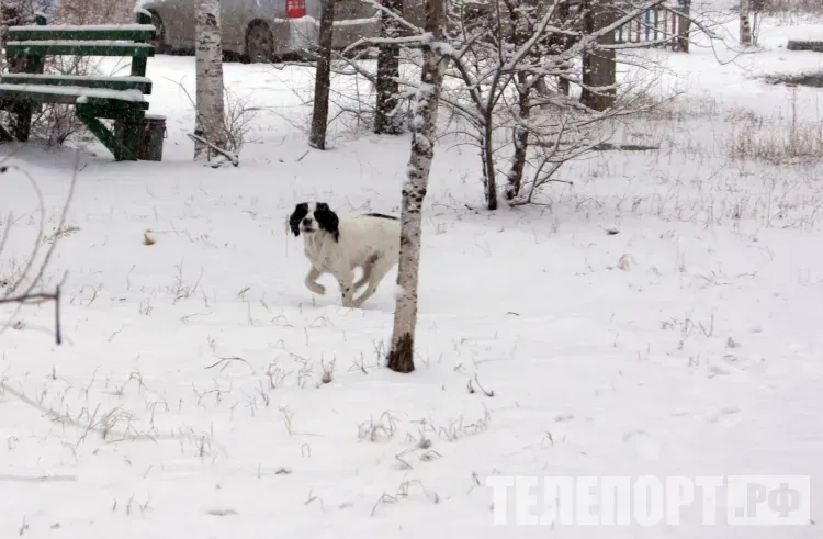 Днем в Амурской области 14 декабря на востоке небольшая облачность, преимущественно без осадков
