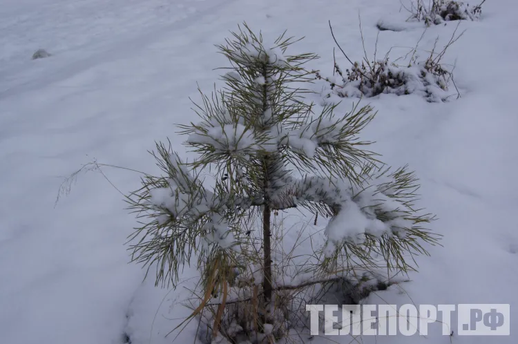 Варварины морозы: «Трещит Варюха - береги нос да ухо!»