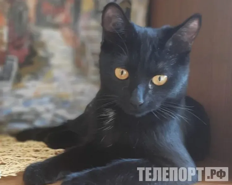 На деньги и замужество гадают в ночь перед Рождеством