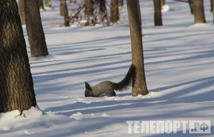 Цирковая белка и орущая лягушка готовы переехать к амурчанам