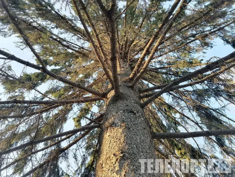 Амурские лесничие изъяли 11 незаконно срубленных хвойных деревьев 