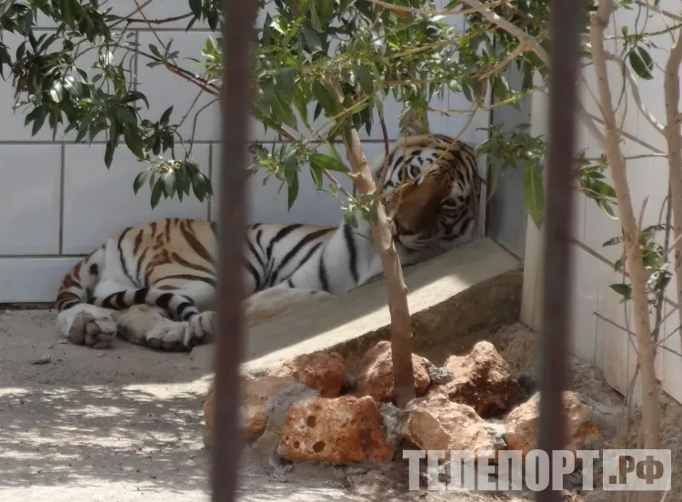 Тигр охотился на домашний скот на окраине села в Приморском крае