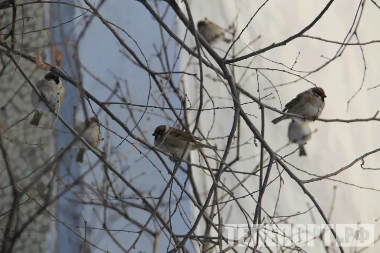 Переменная облачность, местами небольшой снег в Амурской области 10 февраля