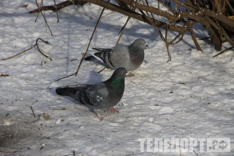 Снег пройдет местами в Амурской области