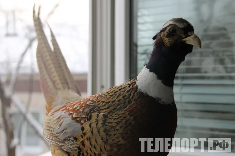 Охоту на фазанов устроили браконьеры из Благовещенска