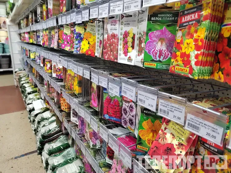 Советы по выращиванию рассады овощей дал амурчанам эксперт