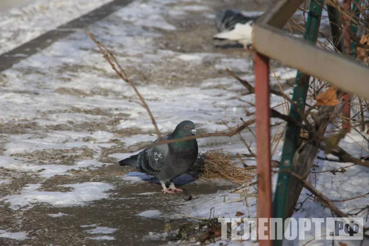 Переменная облачность, местами слабый снег в Амурской области 7 марта