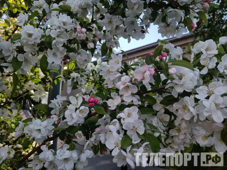 Весенние каникулы россияне с детьми проведут в Сочи и Дубае