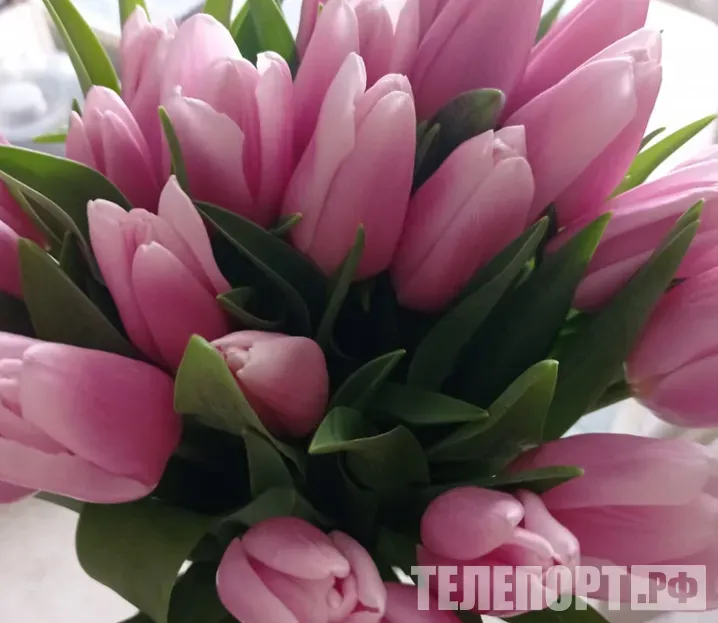 120 тысяч рублей поступят в бюджет Белогорска после "тюльпановых" рейдов