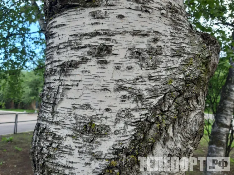 Алексей Теплый: «Алексей - из каждого сугроба кувшин пролей»