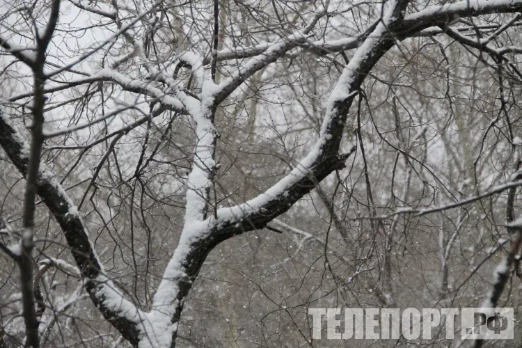 Порывистый ветер и слабые осадки ожидаются 31 марта в Амурской области