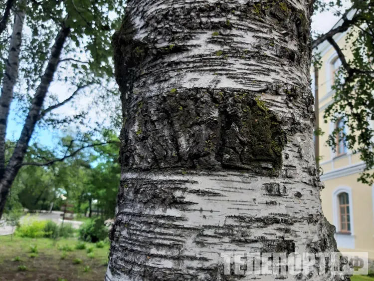 Жизнь будет долгой и счастливой, если на Берещенье испить березового сока