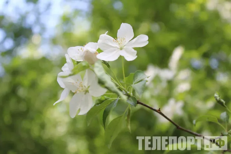 Длинные выходные начались в России