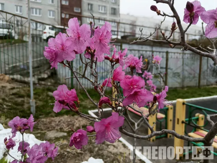 До +18 прогреется воздух в Амурской области 30 апреля