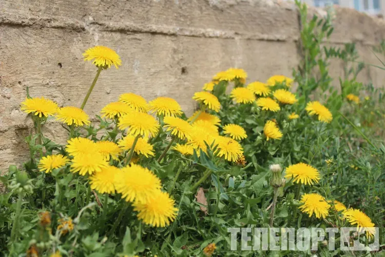Небольшая облачность, местами в Амурской области 9 мая небольшие и умеренные осадки