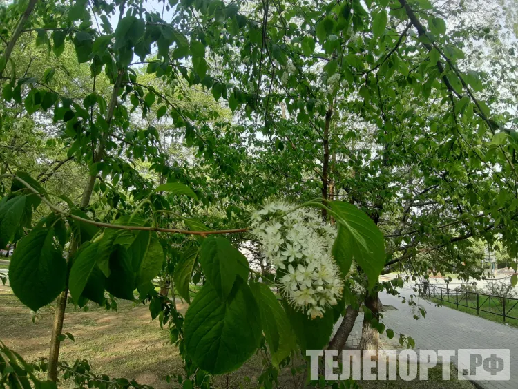 Кратковременные дожди с грозой пройдут в Амурской области 22 мая