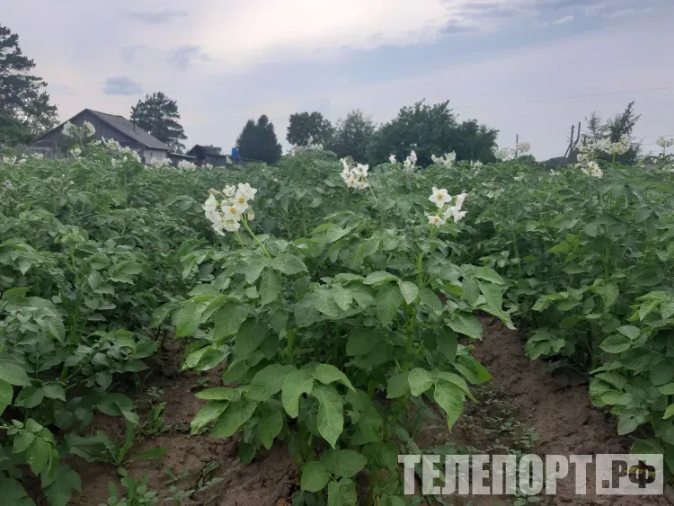 Новое условие хотят поставить владельцам земельных участков