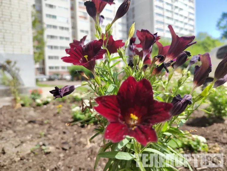 Местами по северу Амурской области 12 июня кратковременный дождь, гроза