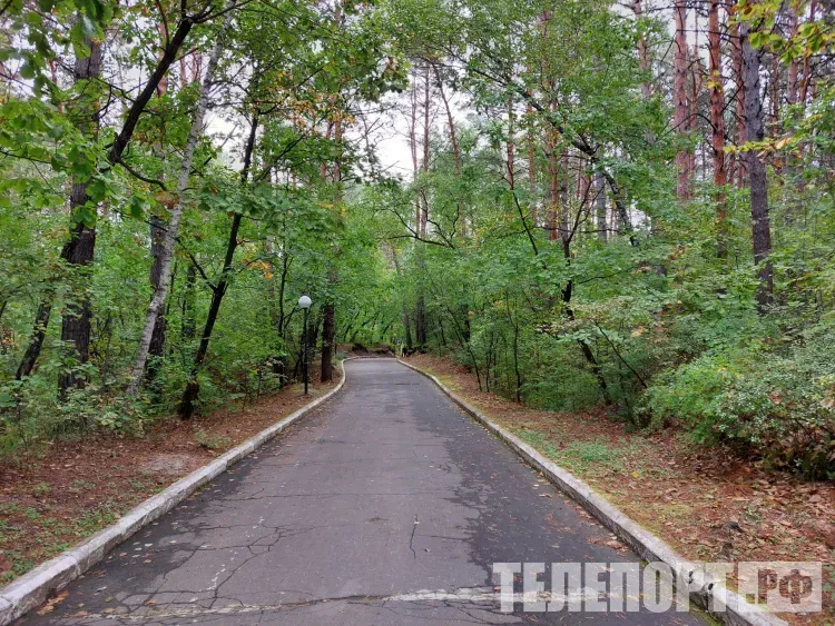 Вырубка аллеи обеспокоила жителей микрорайона в Чигирях