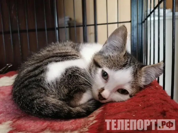 Мужчина чуть не убил сожительницу во время ссоры из-за котят