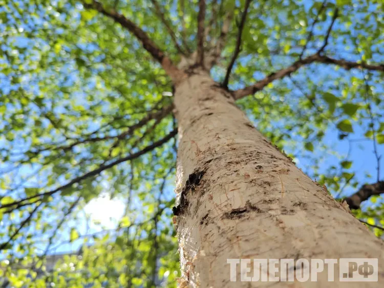 Амурская область вошла в топ-5 регионов по лесовосстановлению