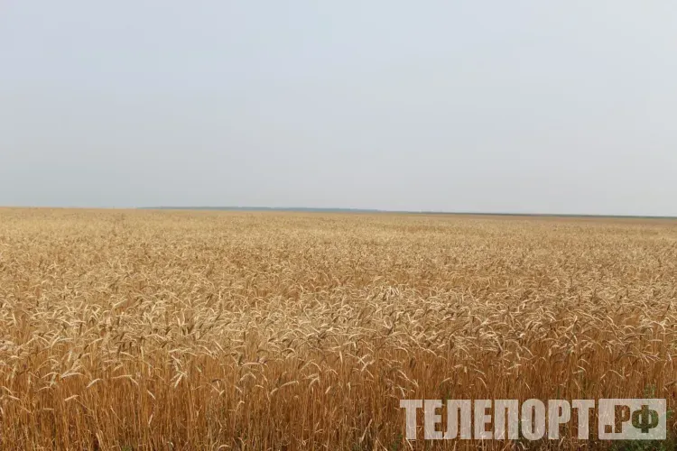 Неисследованное зерно обнаружили в Приамурье