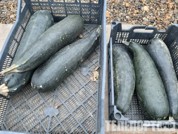 Популярный овощ поможет сердцу и сохранит фигуру