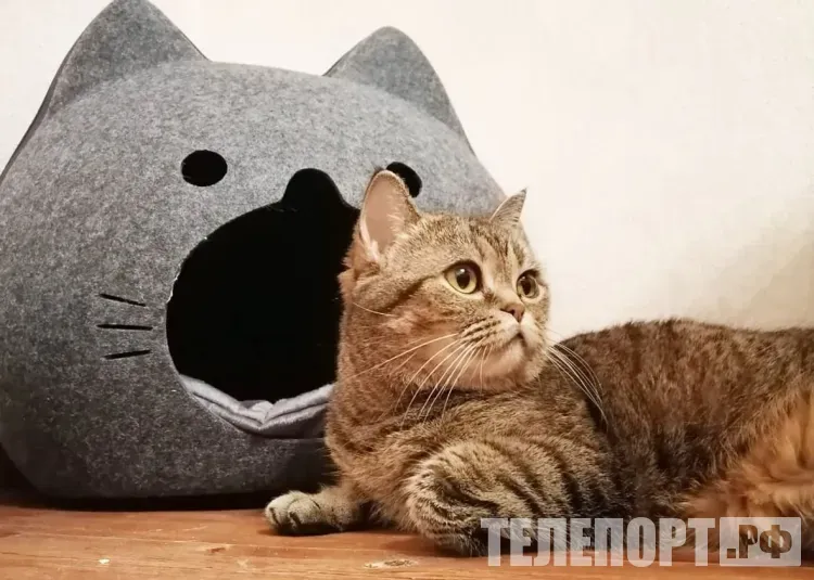 Больше 1800 собак и кошек прошли обязательное чипирование в Приамурье 