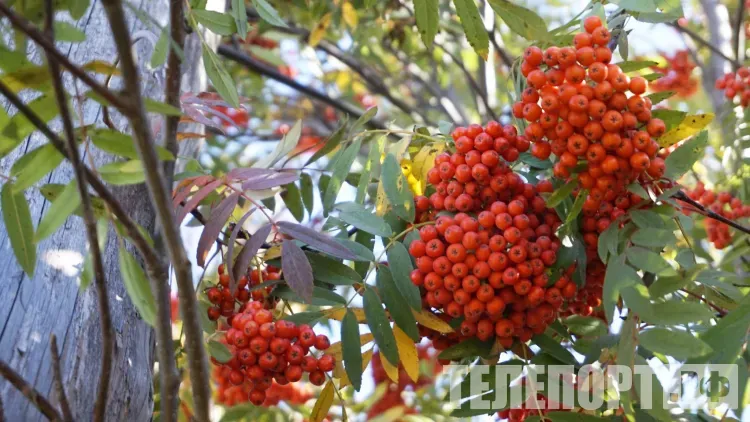 Петр и Павел Рябинники: «С Петрова дня летнего ешь землянику, а с осеннего - рябину»