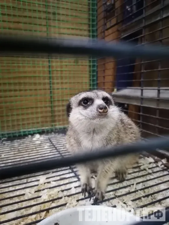 Из аэропорта Благовещенск в этом году вылетели более 1000 животных