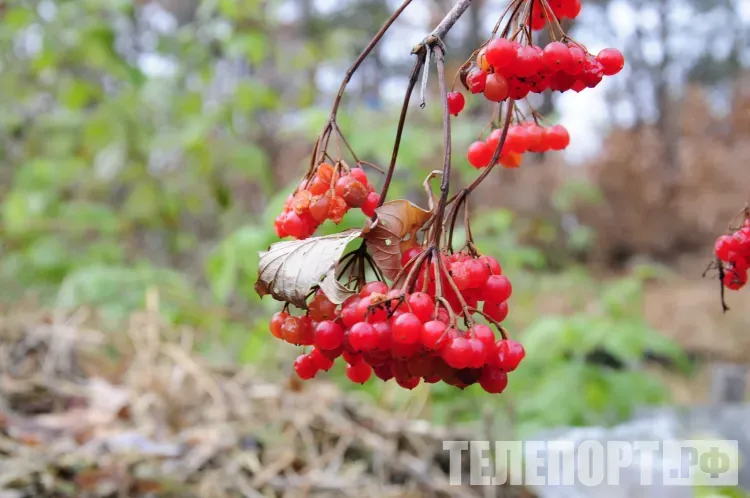 Снег пройдет местами по северу Амурской области
