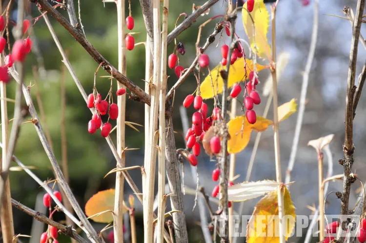 Переменная облачность, без существенных осадков в Амурской области