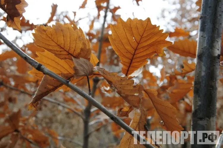 Дождь с мокрым снегом пройдет на севере Амурской области