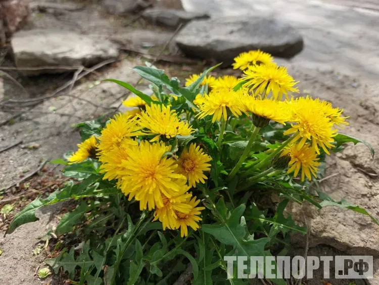 Косметику и БАДы из дикоросов будут выпускать в Тынде